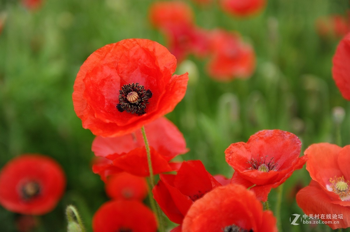 沂河湿地花开的季节