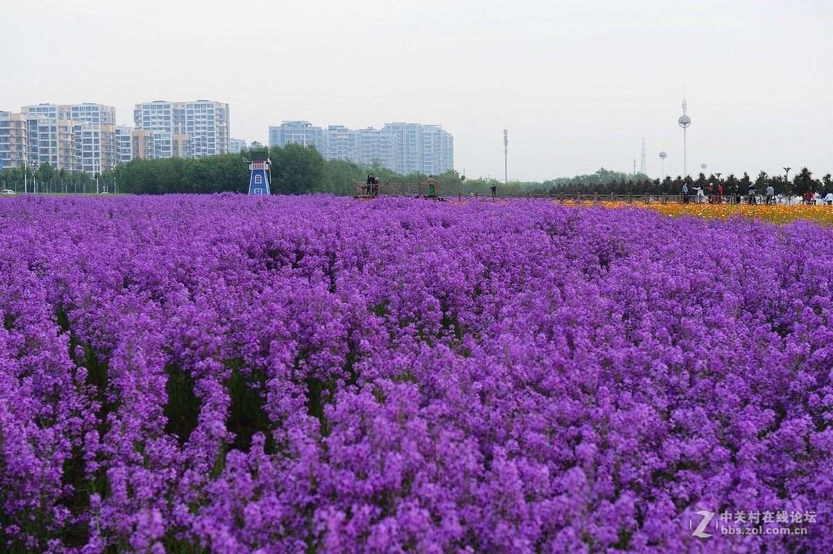 沂河湿地花开的季节