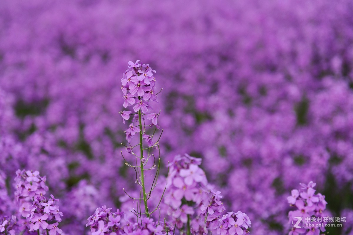 沂河湿地花开的季节