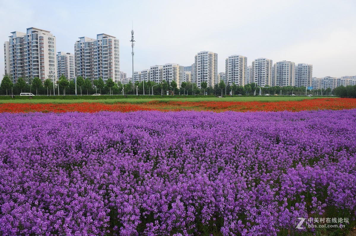 沂河湿地花开的季节