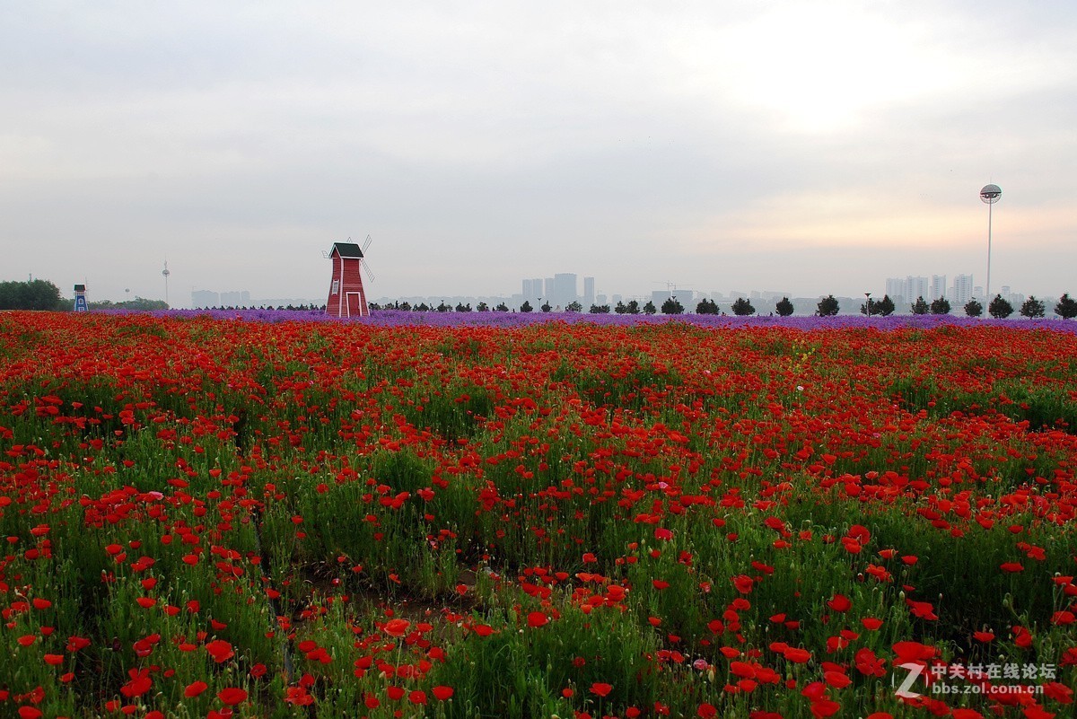沂河湿地花开的季节