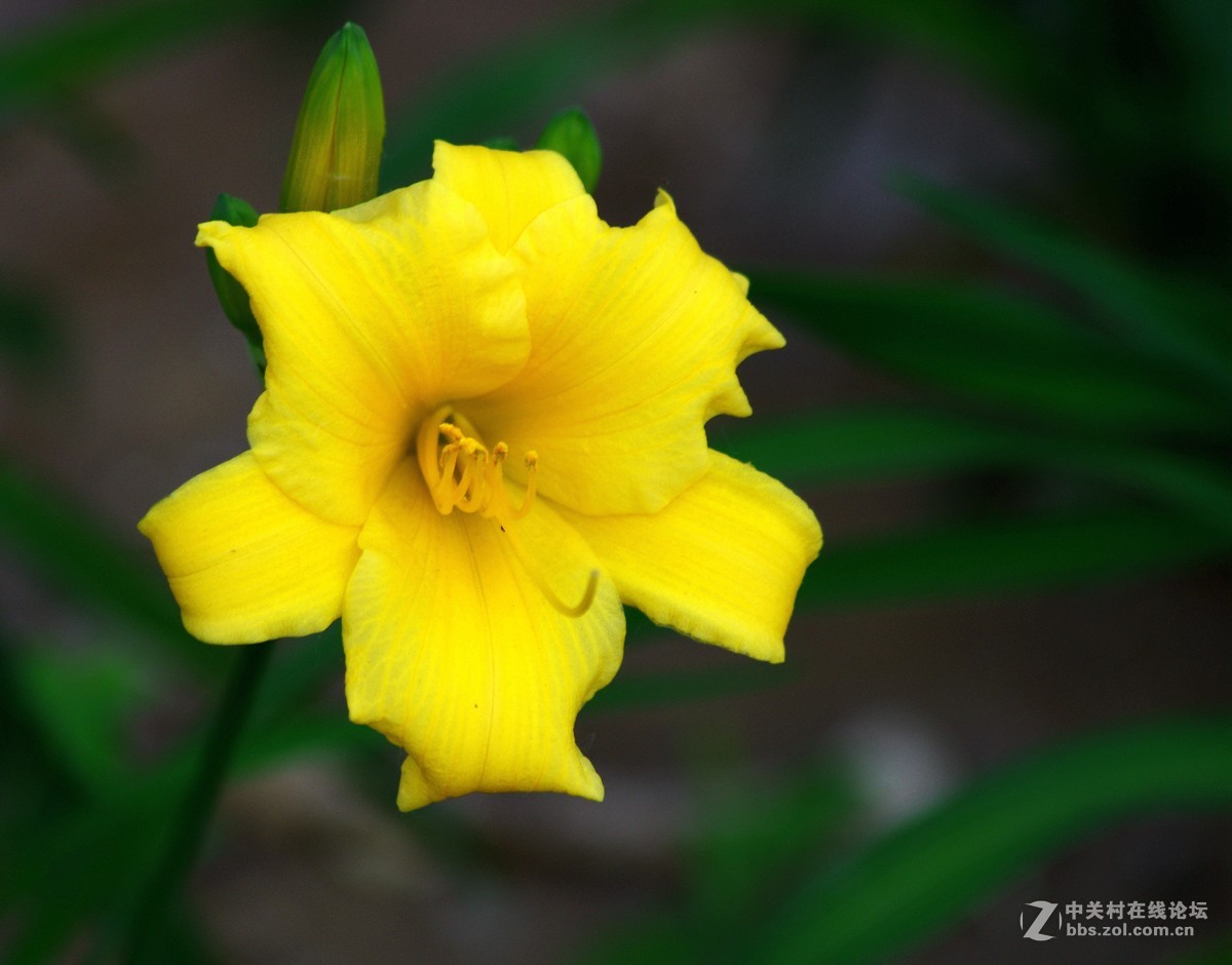 2015金娃娃萱草花