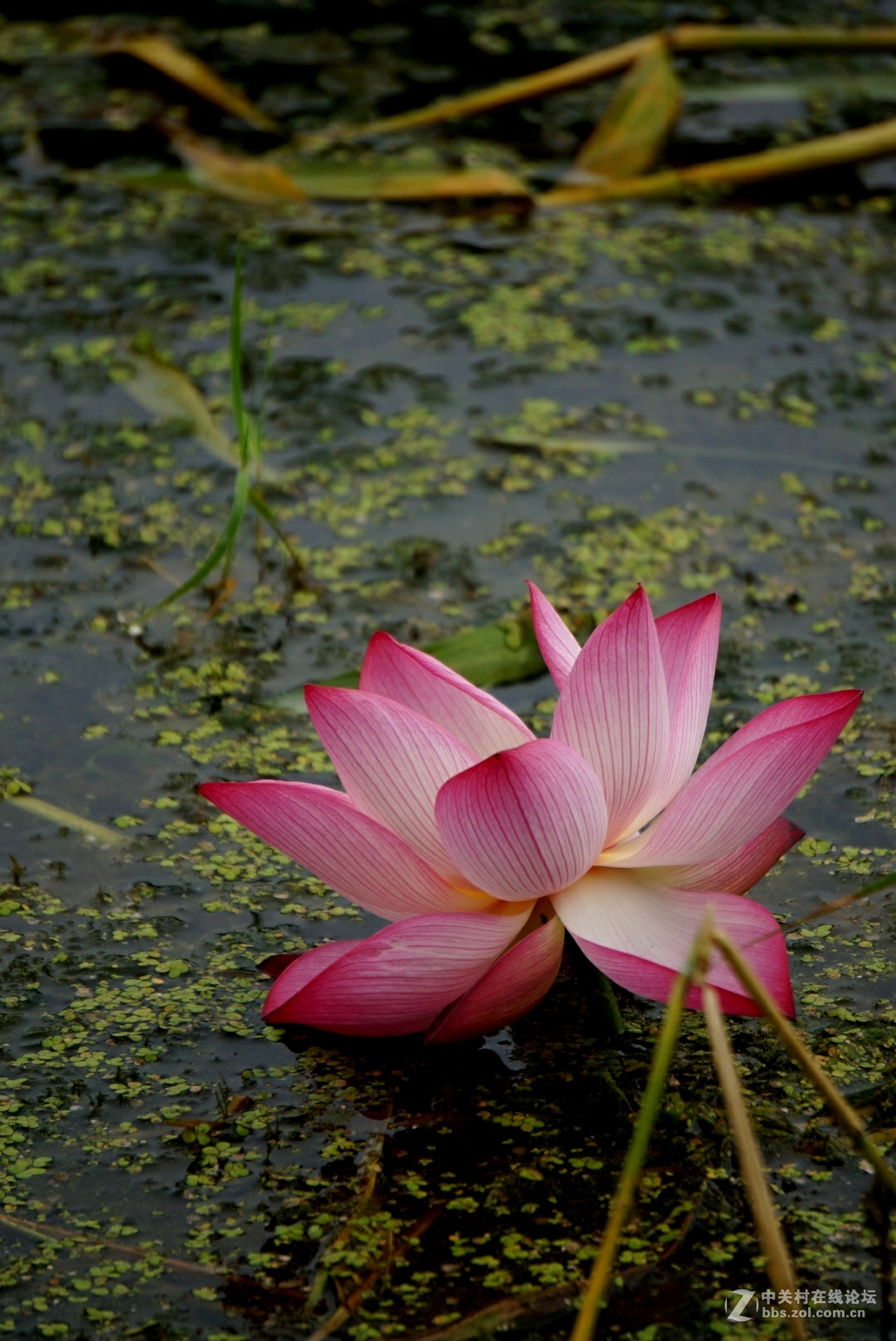 。花。