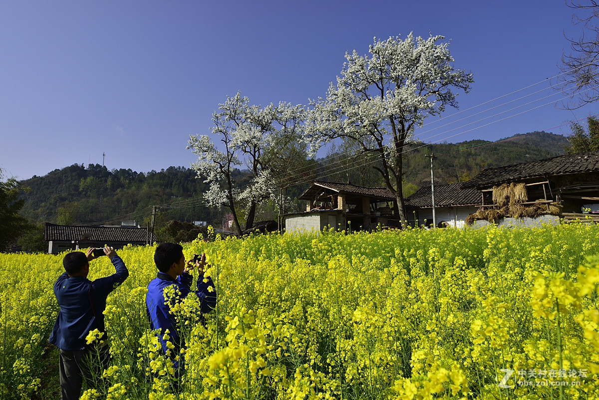 平武高村乡看花