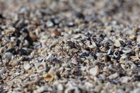 海外评测：老蛙 100mm F2.8 2x Macro APO 评测及测试报告