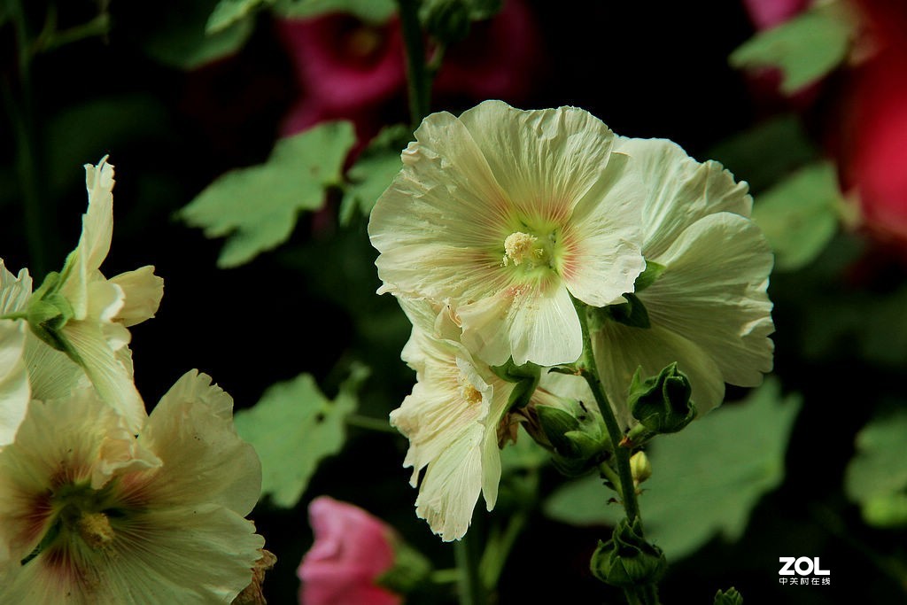 蜀葵花-8