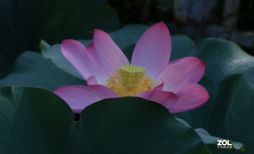俺村的荷花2