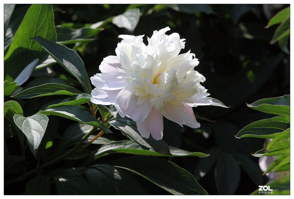 暮春四月之白芍药花开(二)-中关村在线摄影论坛