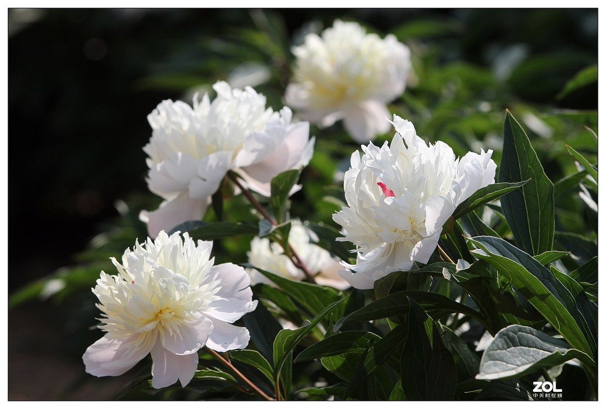 暮春四月之白芍药花开二