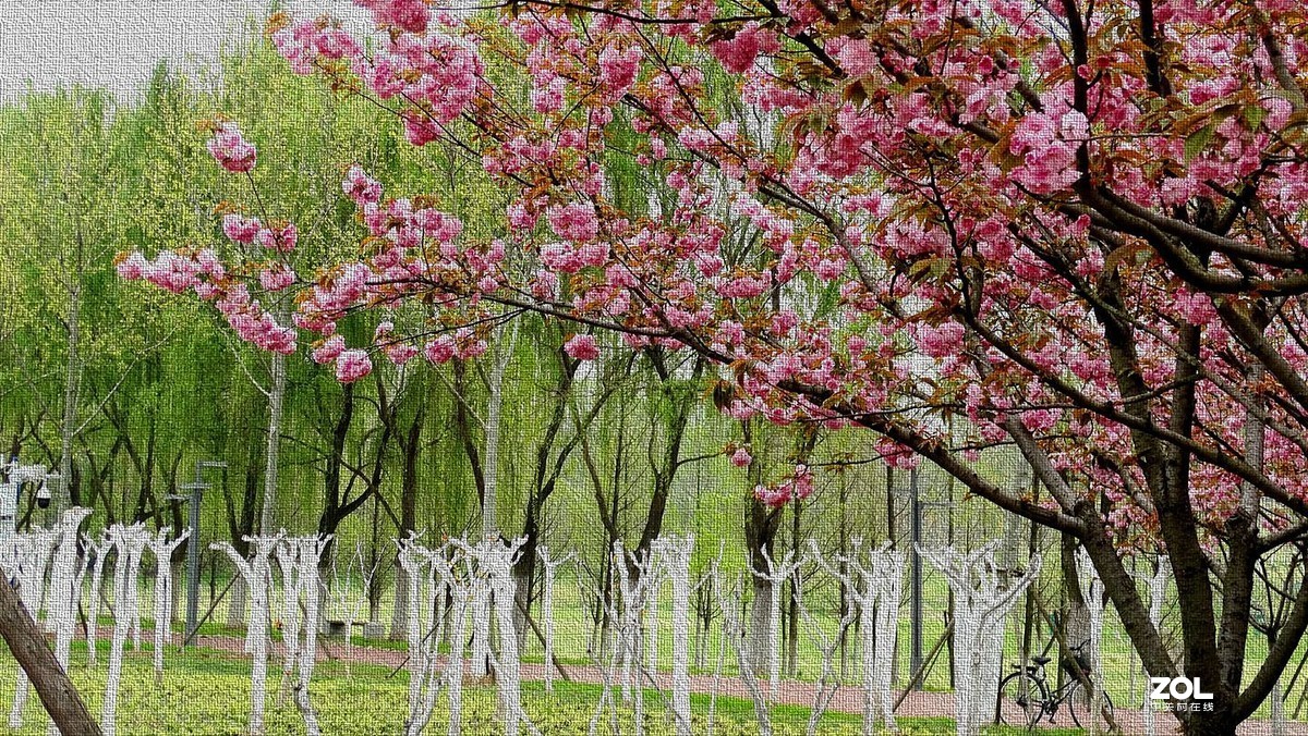 花红柳绿