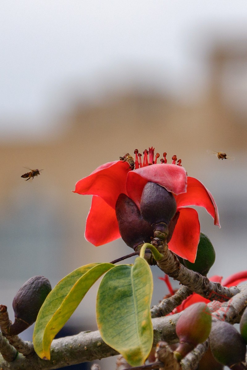 抓紧时间拍木棉花！