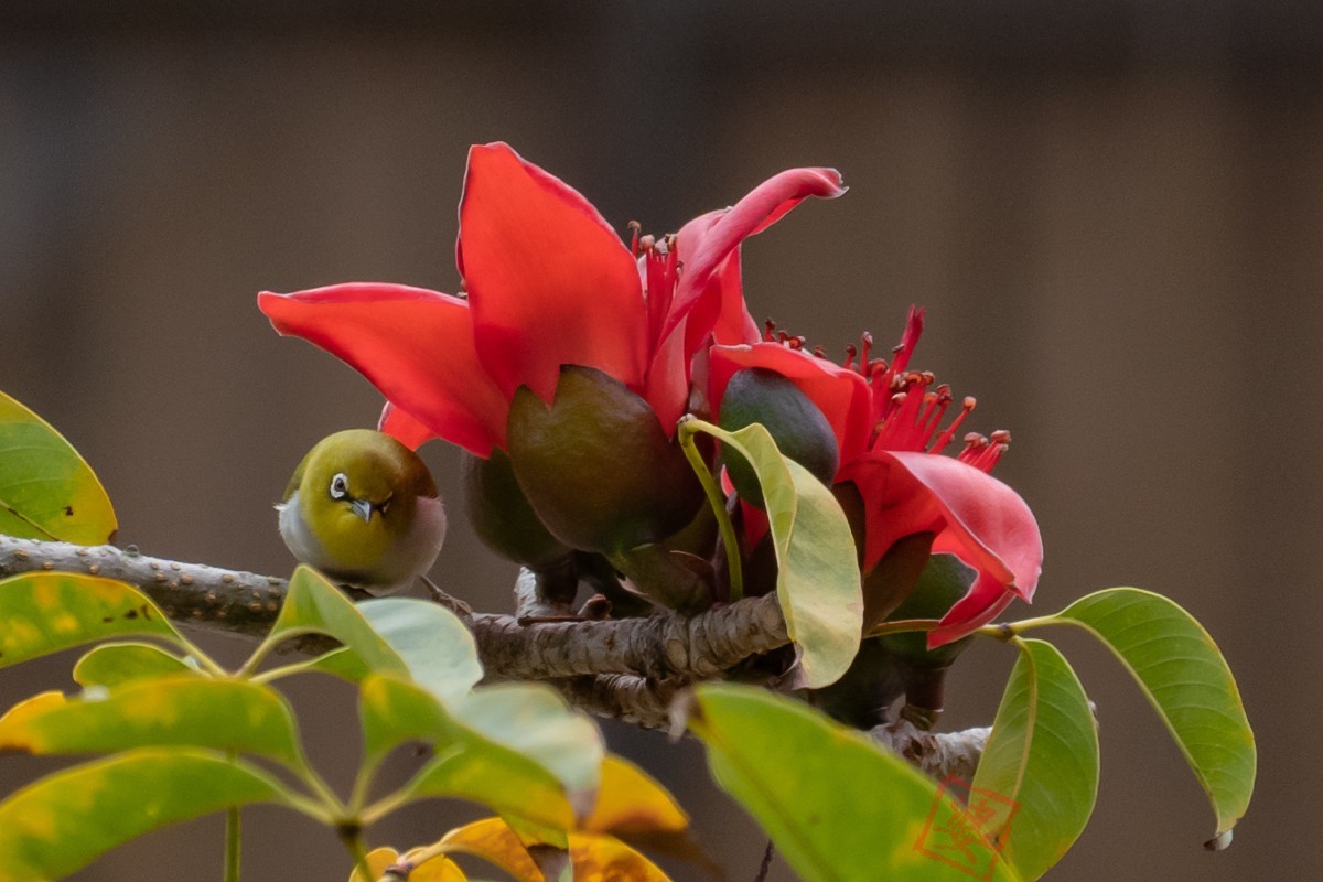 抓紧时间拍木棉花！