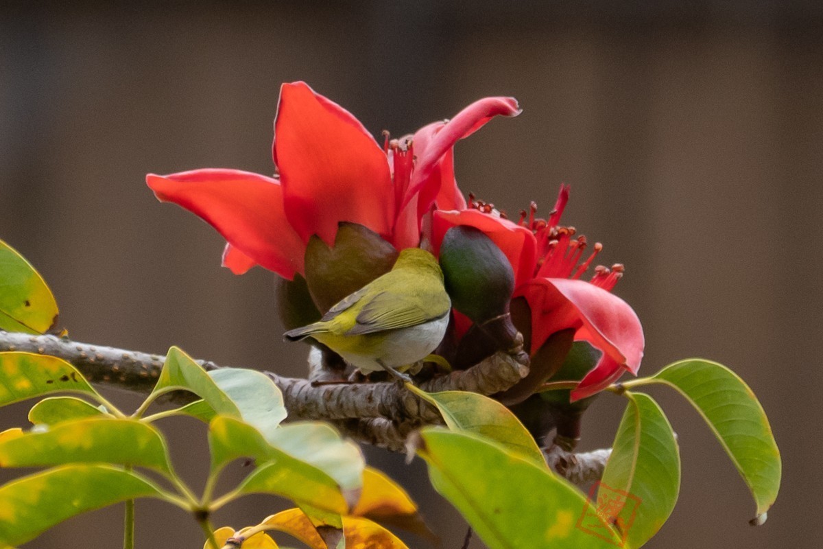 抓紧时间拍木棉花！