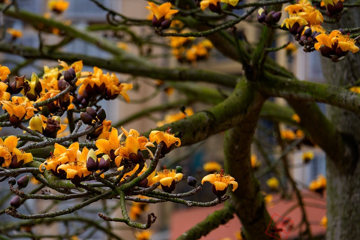抓紧时间拍木棉花！