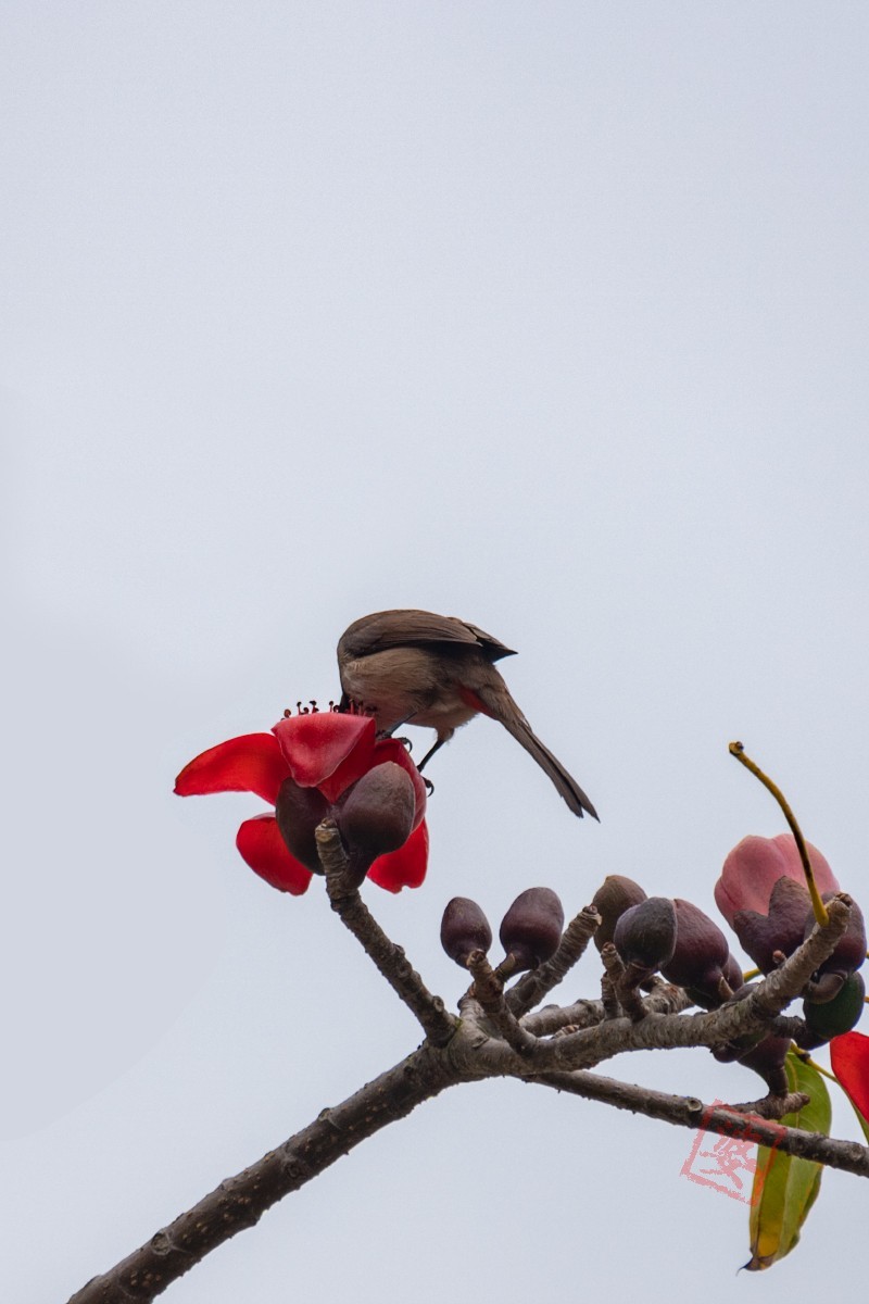 抓紧时间拍木棉花！