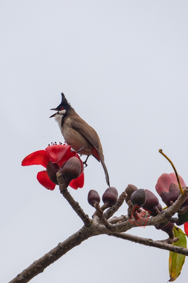 抓紧时间拍木棉花！