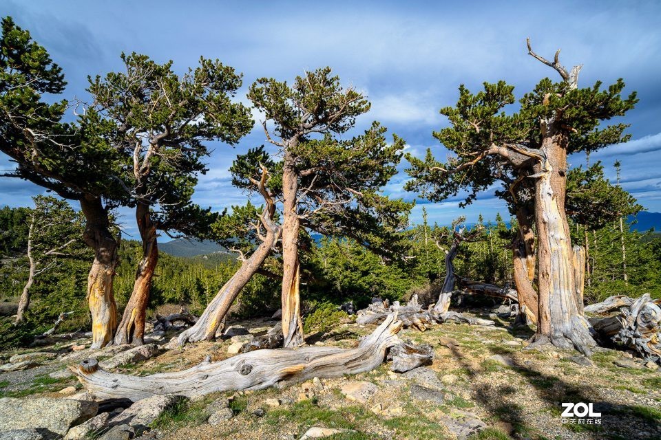 老蛙10-18mm F4.5-5.6变焦镜头国外评测