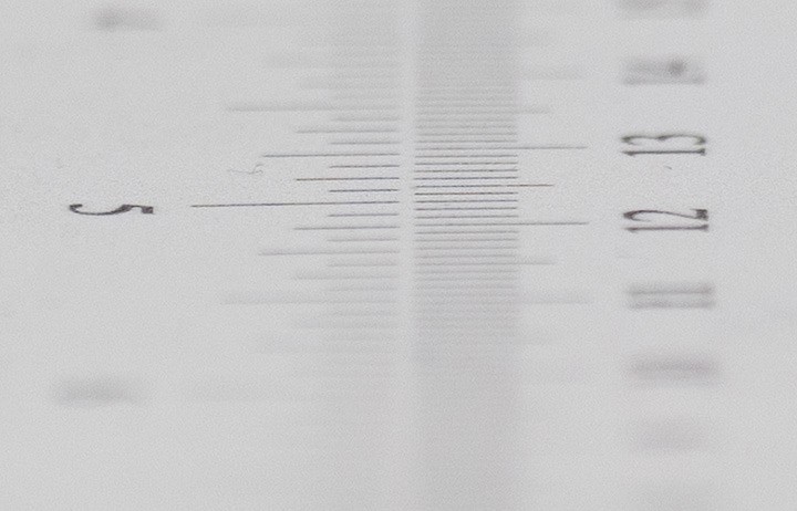 海外评测：老蛙 100mm F2.8 2x Macro APO 评测及测试报告