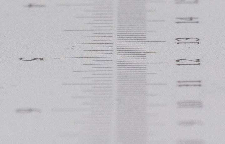 海外评测：老蛙 100mm F2.8 2x Macro APO 评测及测试报告