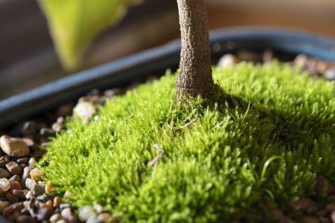 海外评测：老蛙 100mm F2.8 2x Macro APO 评测及测试报告