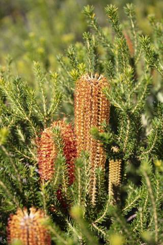 海外评测：老蛙 100mm F2.8 2x Macro APO 评测及测试报告