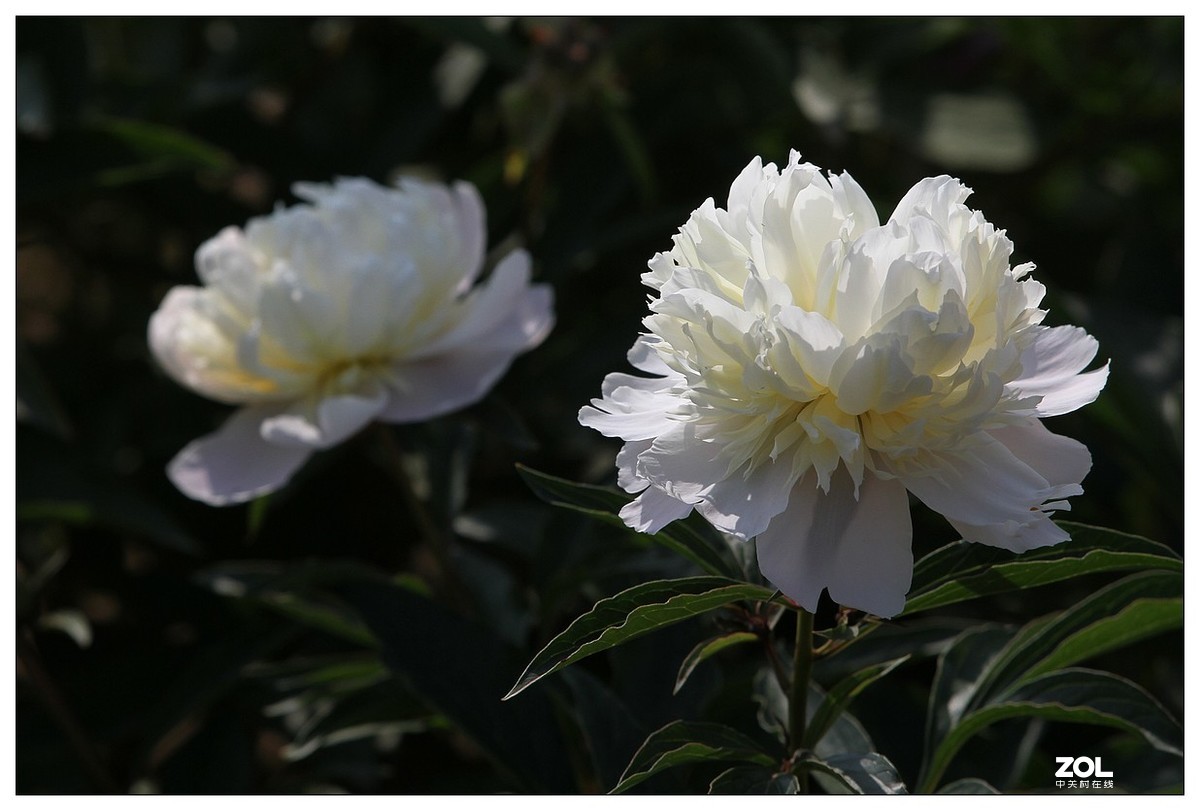 暮春四月之白芍藥花開(二)-中關村在線攝影論壇