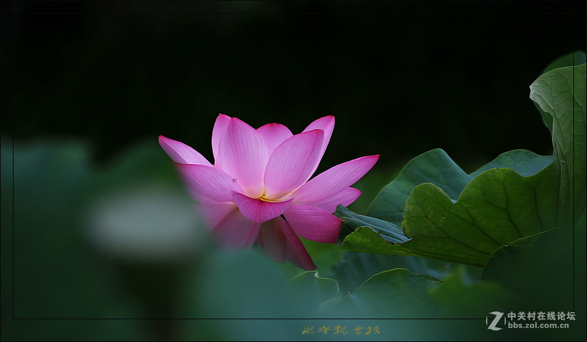 吴泾公园荷花一组