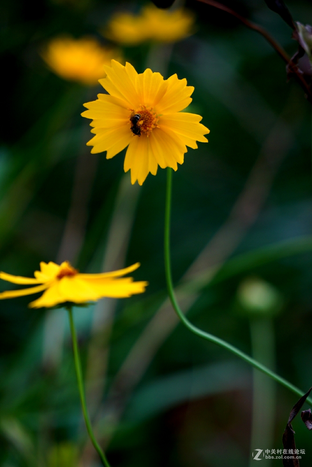 。花。