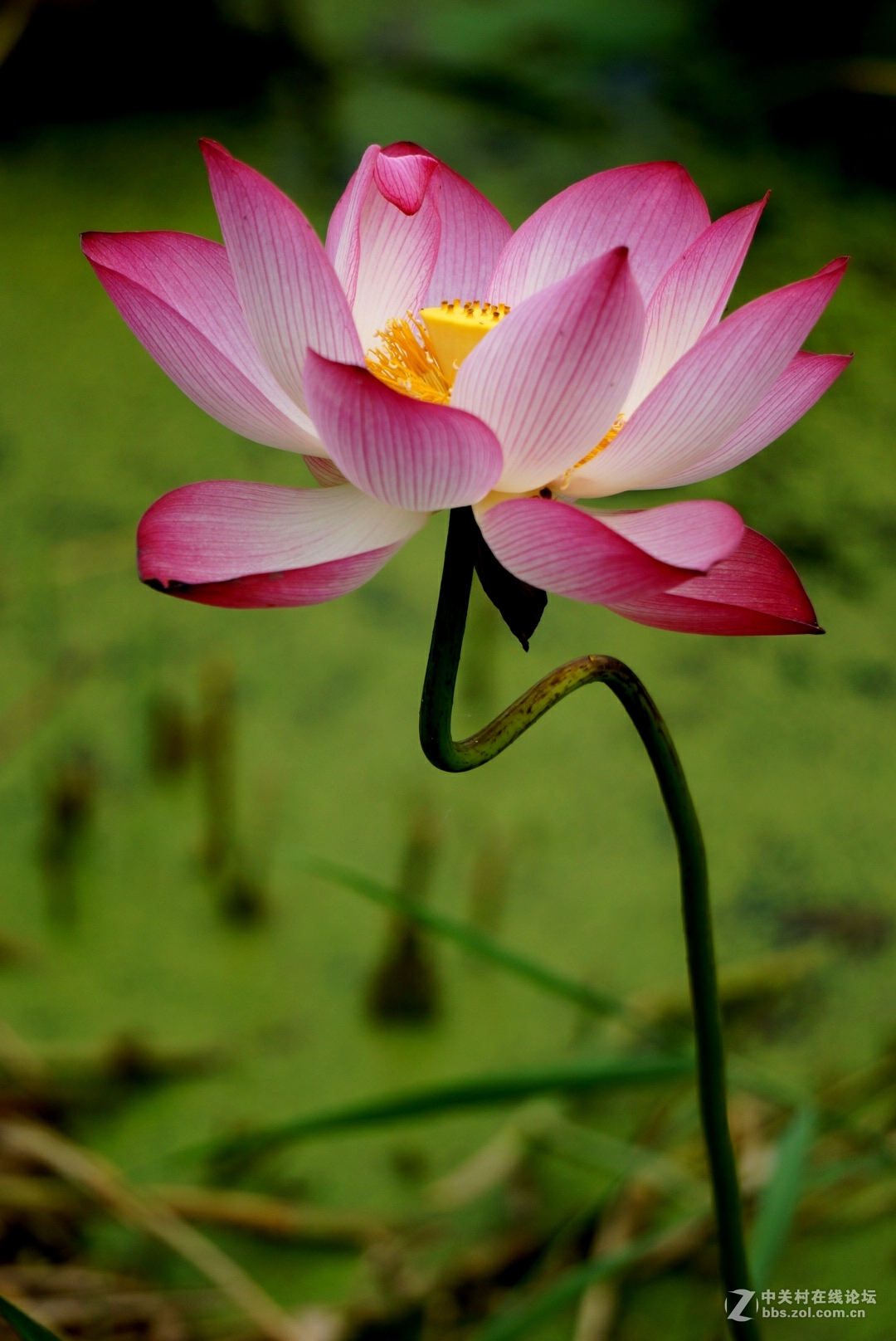 。花。