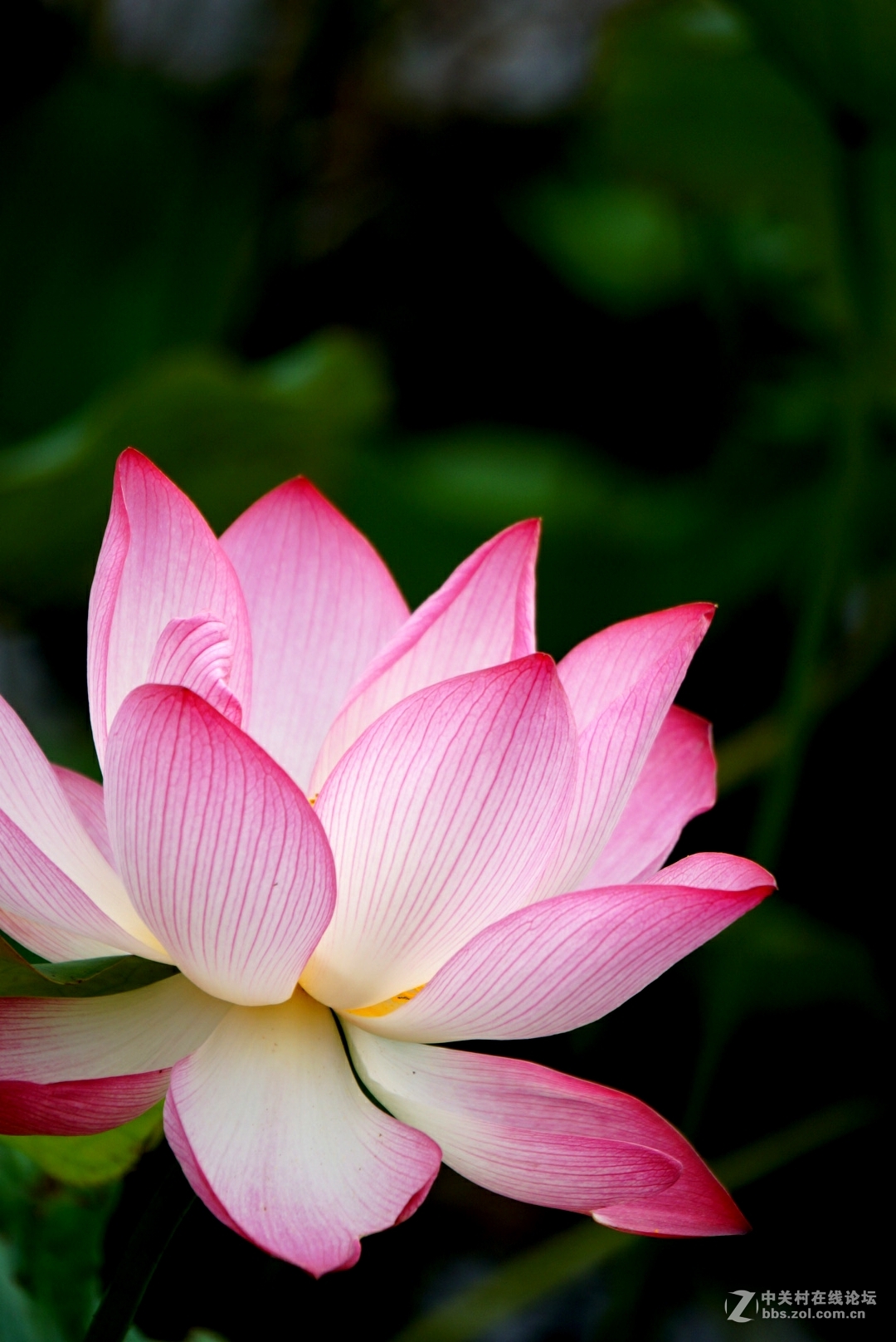 。花。