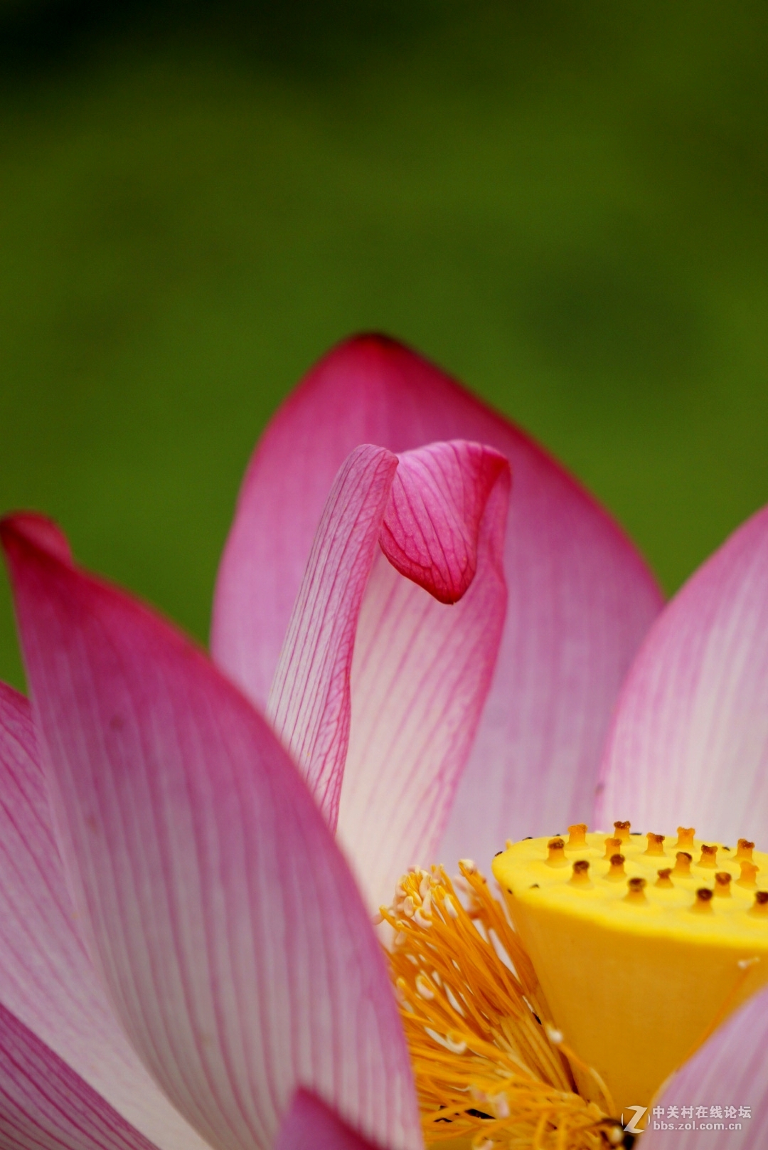 。花。