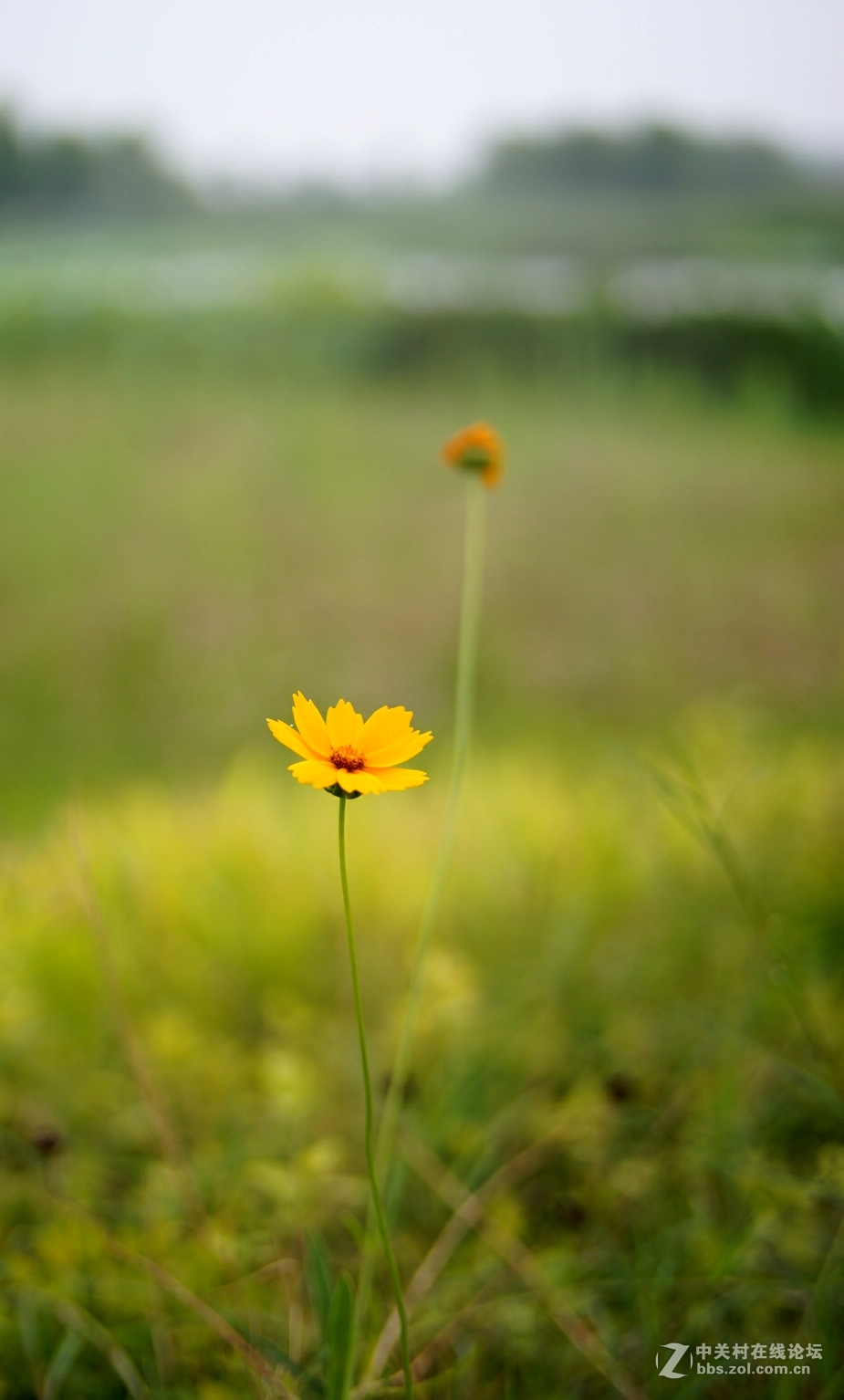 。花。