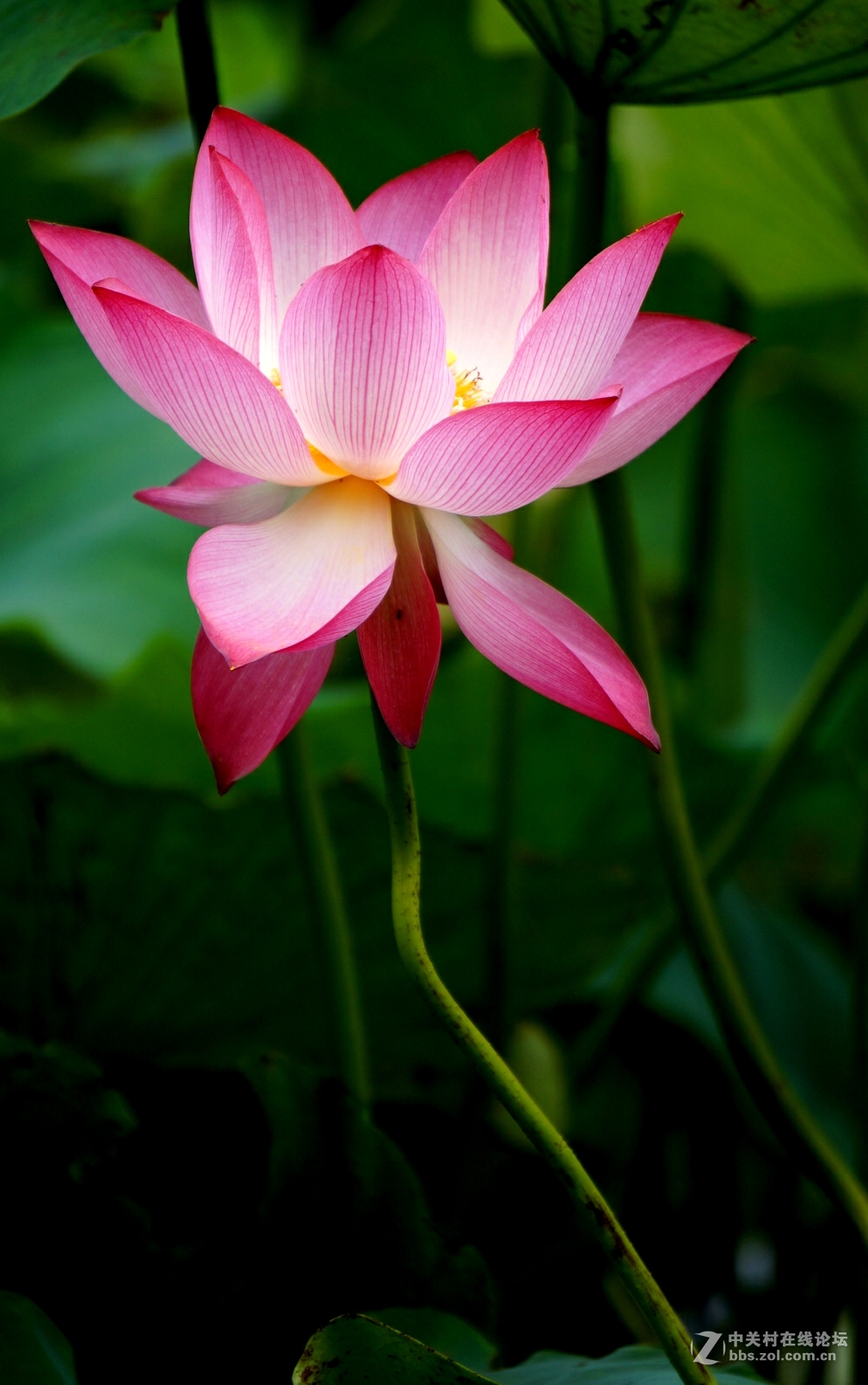 。花。