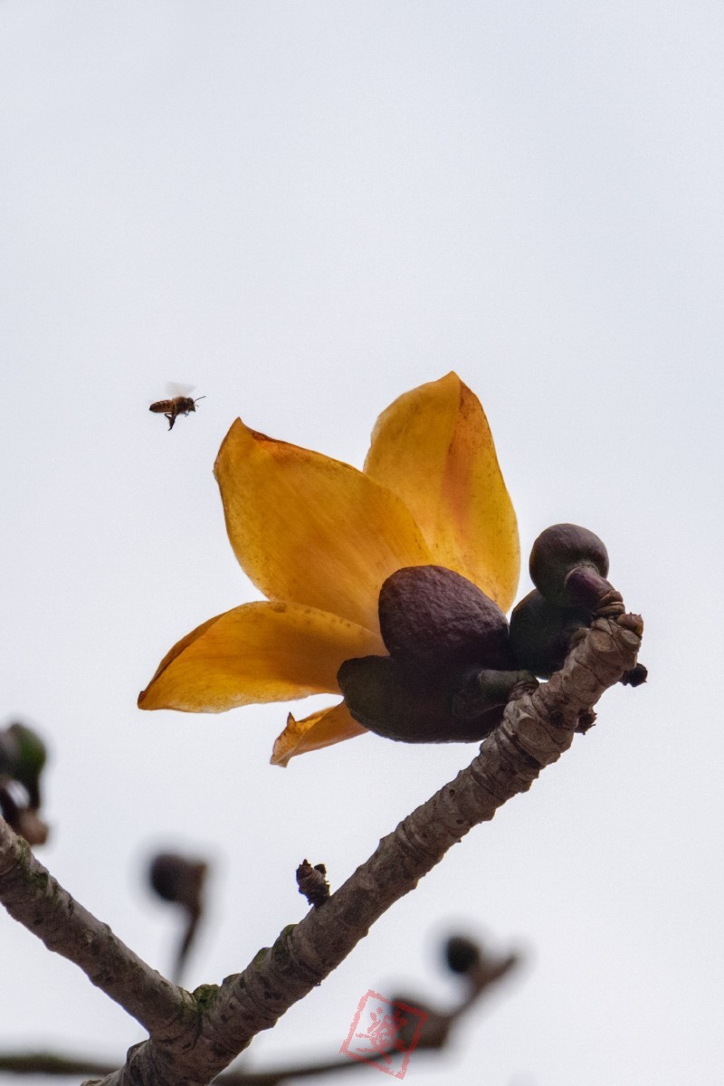 抓紧时间拍木棉花！