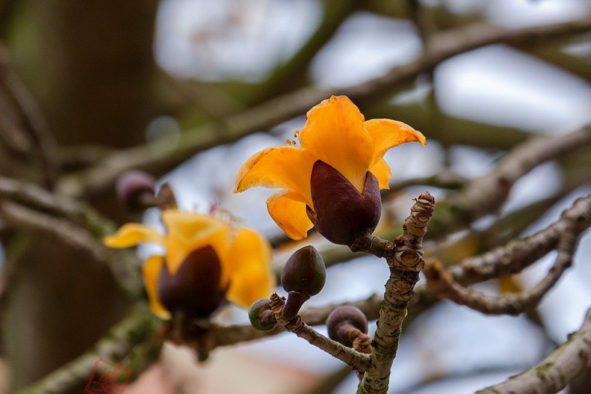 抓紧时间拍木棉花！