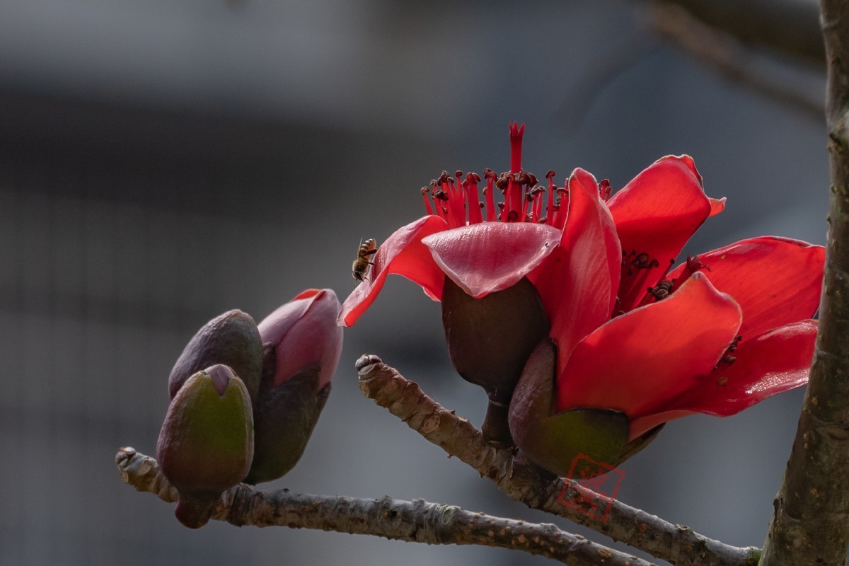 抓紧时间拍木棉花！
