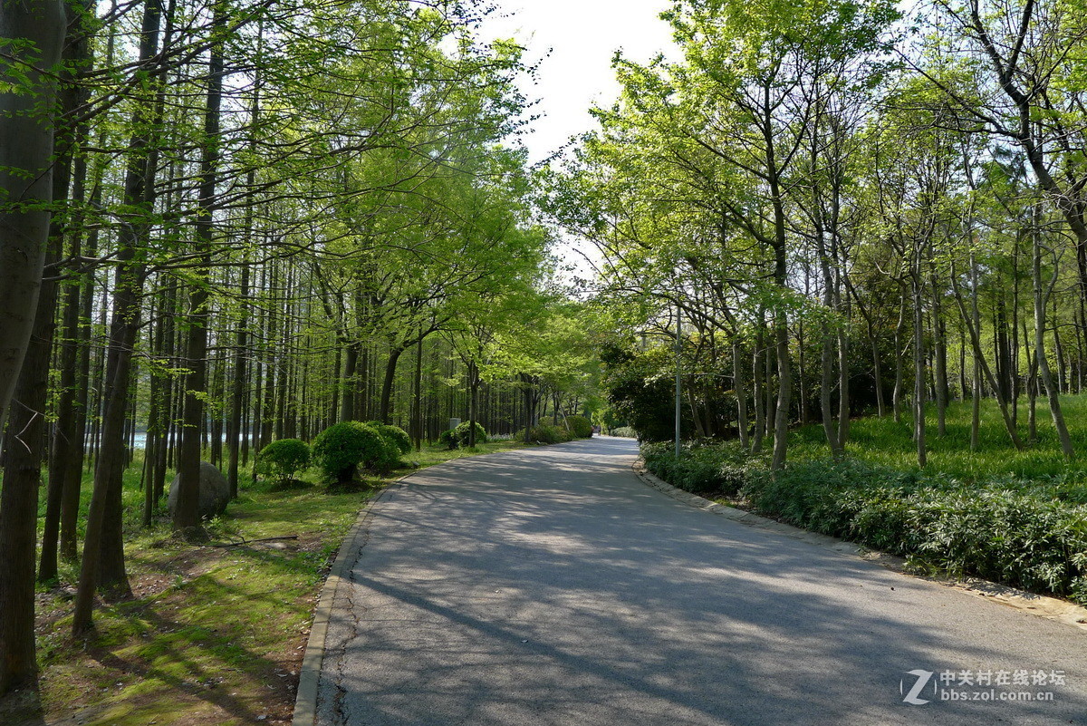 世纪公园风景林区