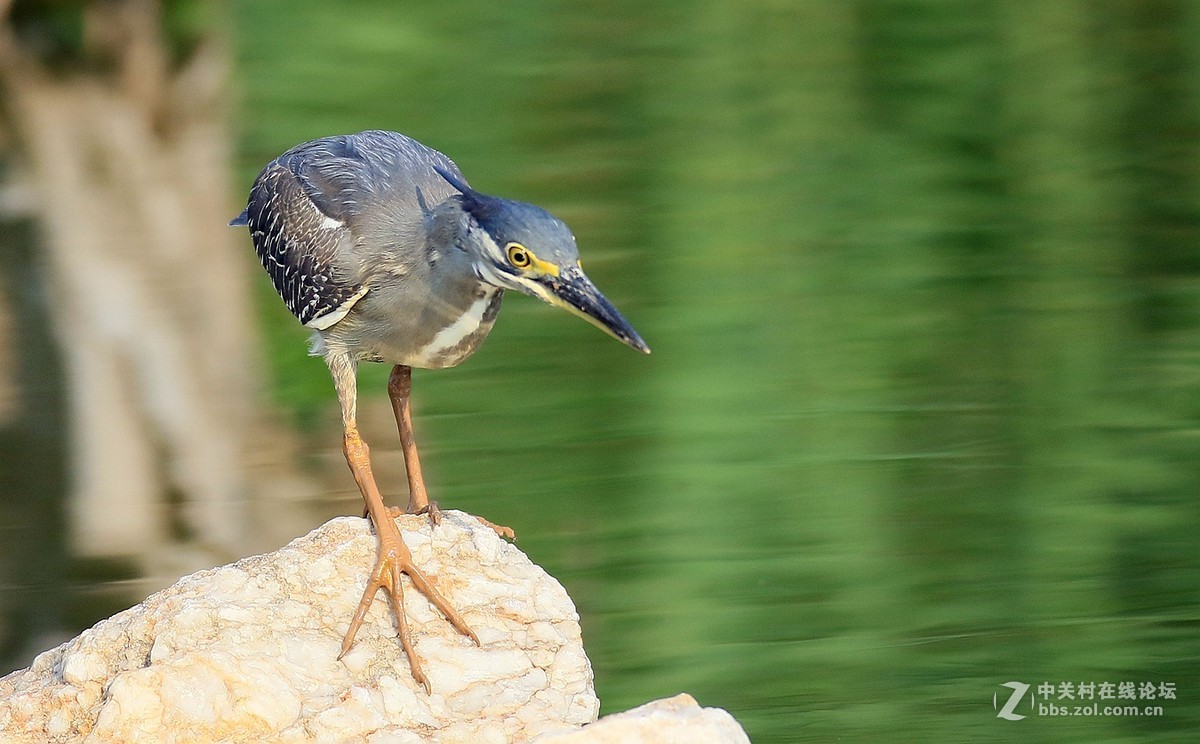 7DII拍摄的一组绿鹭