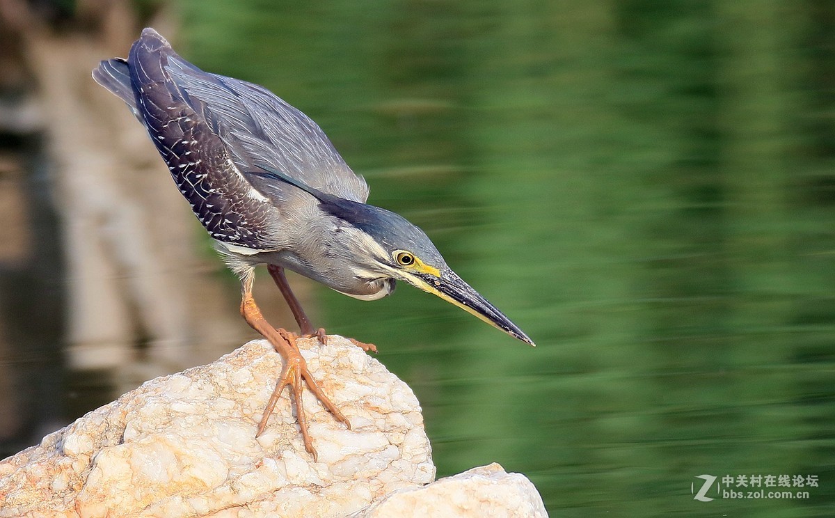 7DII拍摄的一组绿鹭