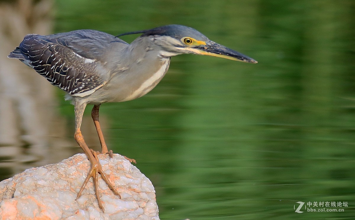 7DII拍摄的一组绿鹭