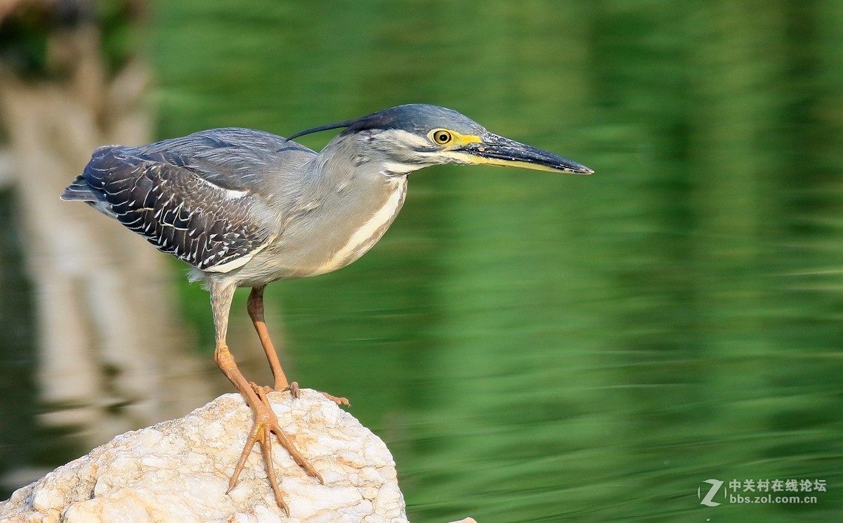 7DII拍摄的一组绿鹭