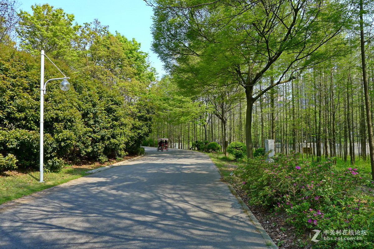 世纪公园风景林区