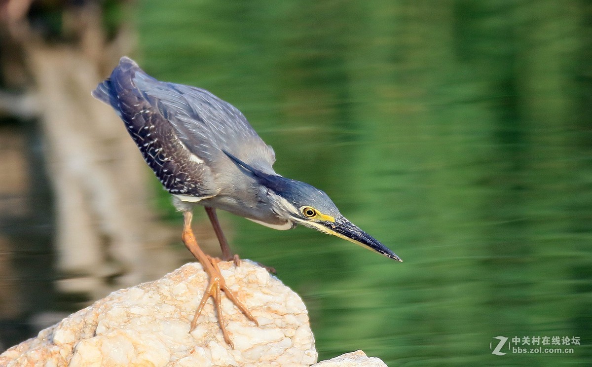 7DII拍摄的一组绿鹭