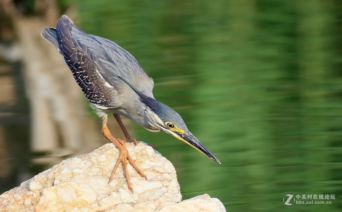 7DII拍摄的一组绿鹭