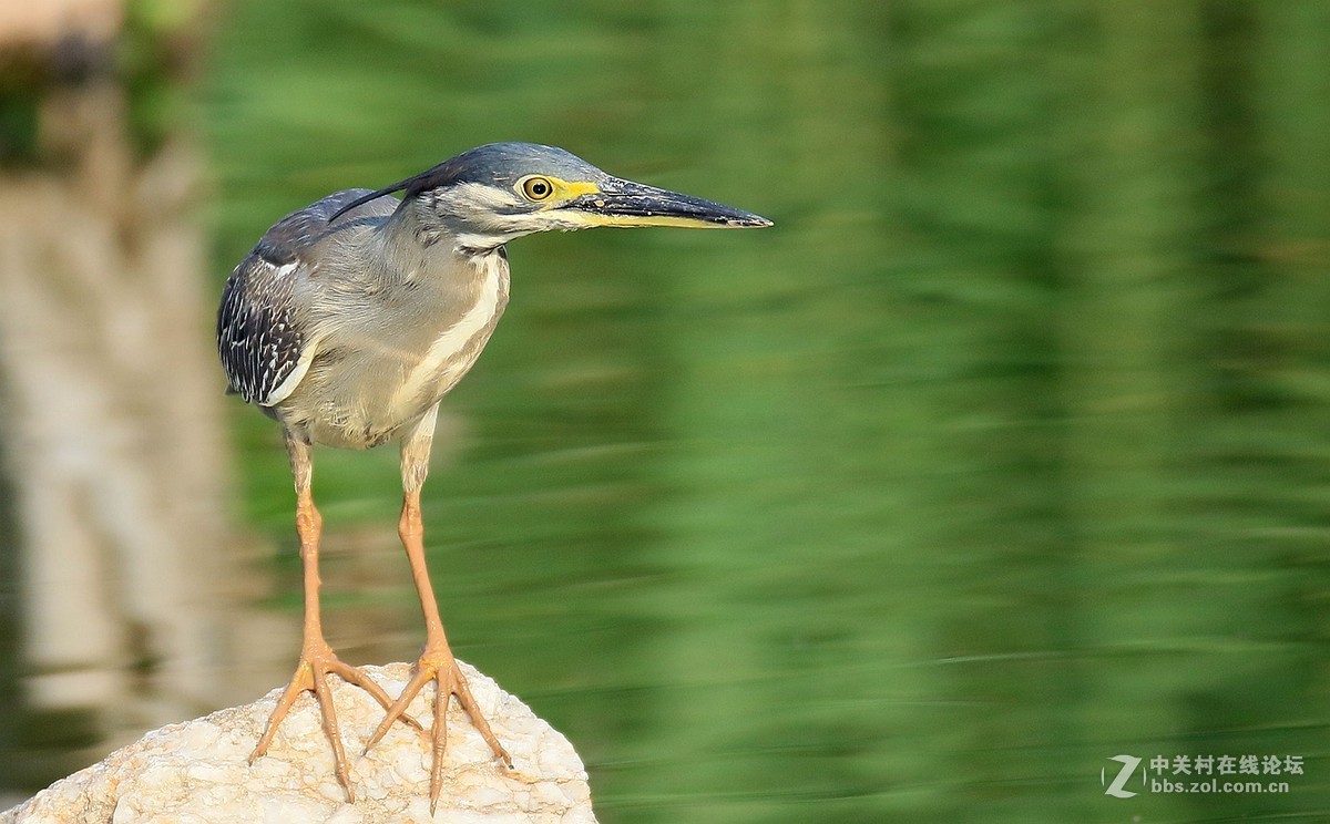 7DII拍摄的一组绿鹭