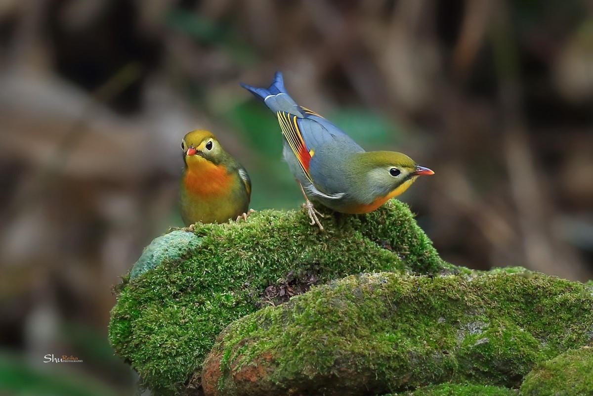 2020的春天已经到来、希望在人间……