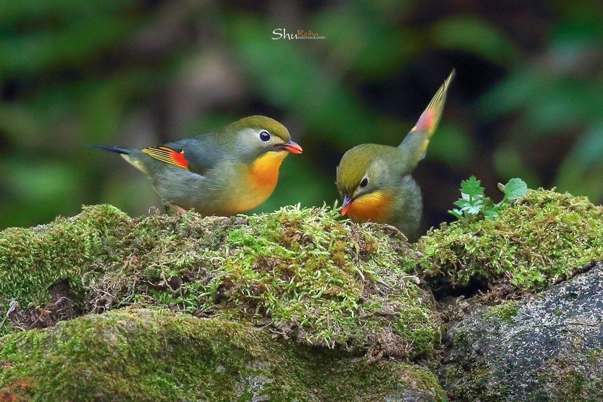 2020的春天已经到来、希望在人间……