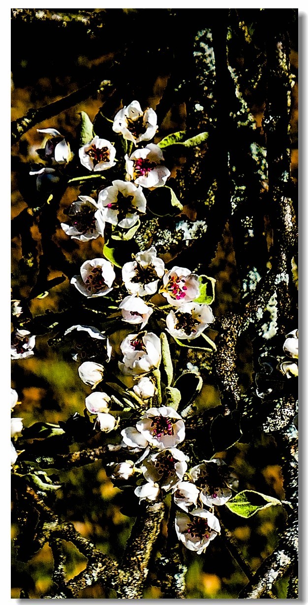 春色献友--祝兄弟星空(中国)师友安康平安!!!