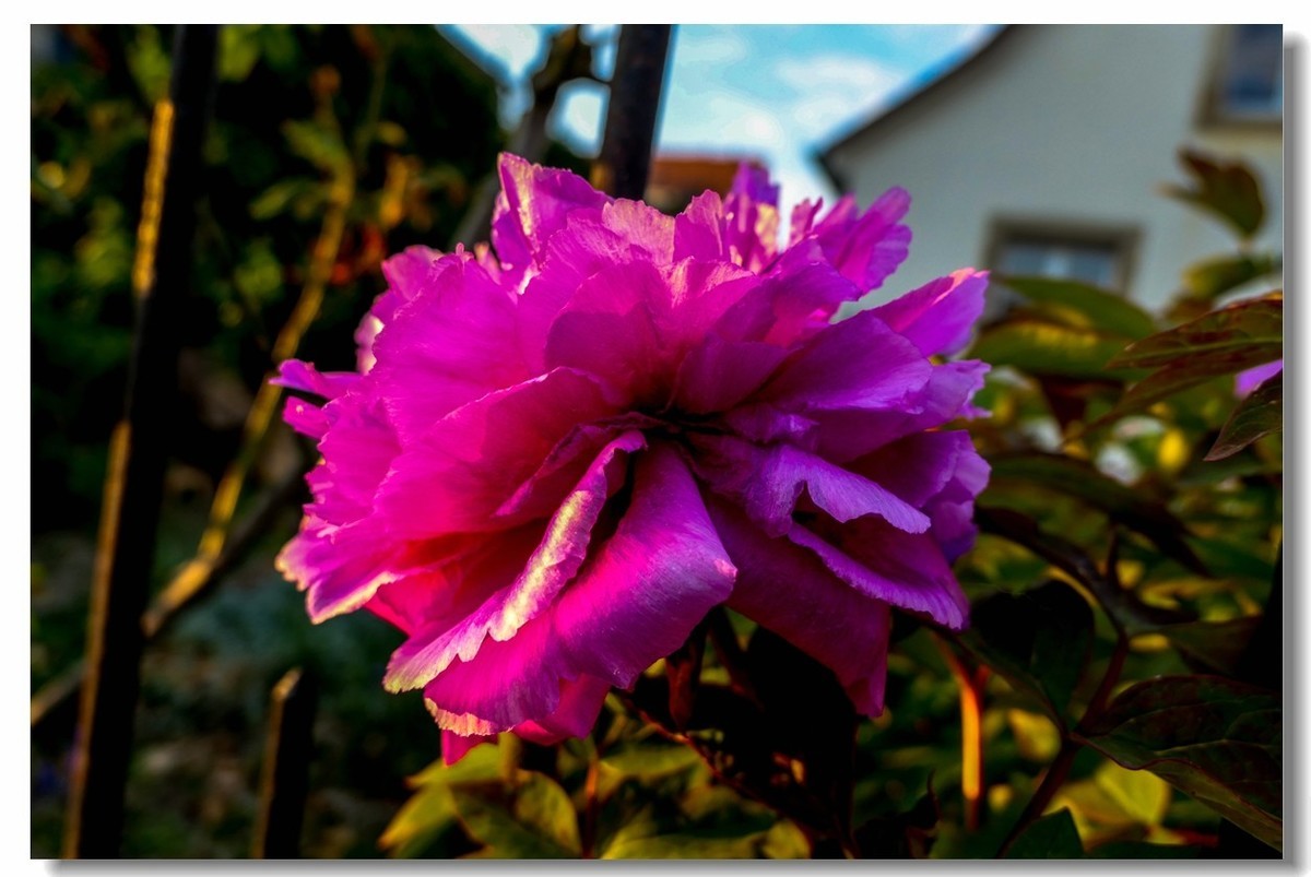 春色献友--祝兄弟星空(中国)师友安康平安!!!