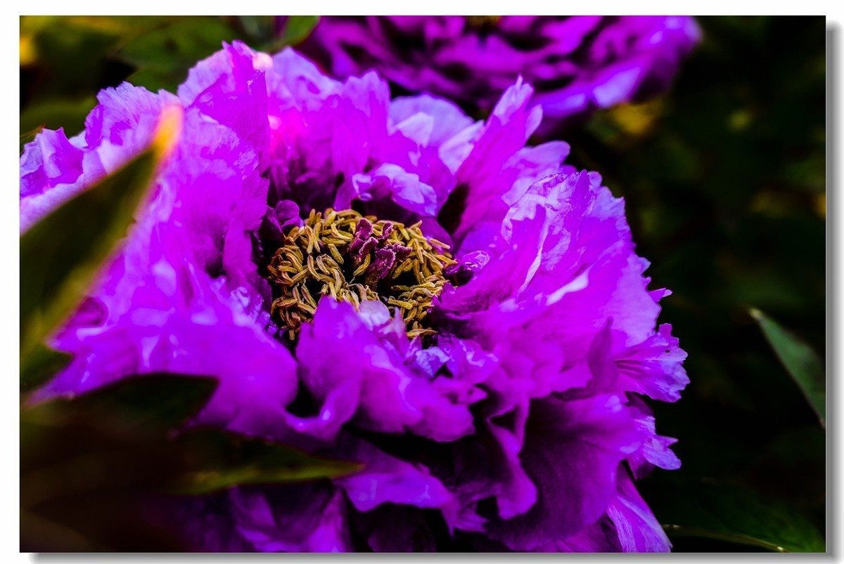 春色献友--祝兄弟星空(中国)师友安康平安!!!